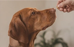 Perro atendiendo una indicación y un premio