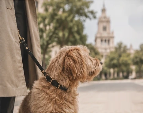 Perro durante un paseo urbano en Madrid. Imagen del concepto visual aprobado.