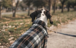 Perro con correa durante un paseo